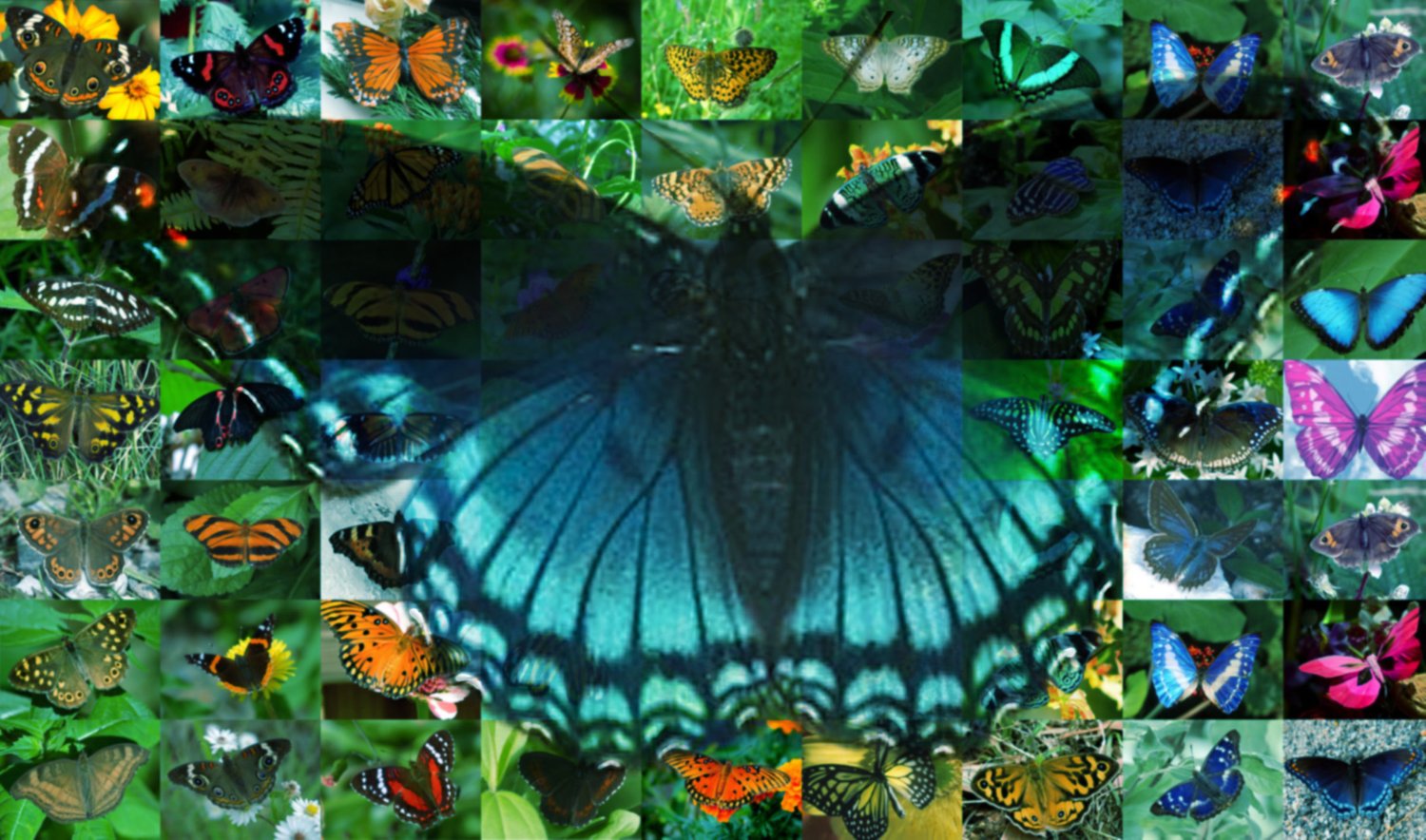 front_Butterfly+montage+revised43a3.jpg