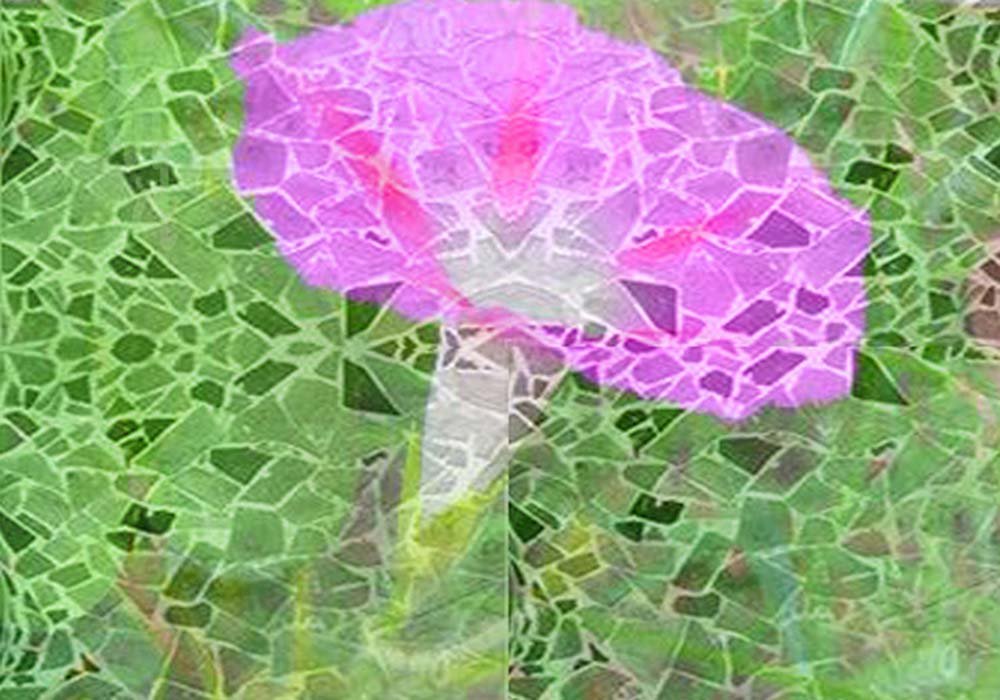 front_Morning+glory+mosaicee8a.jpg